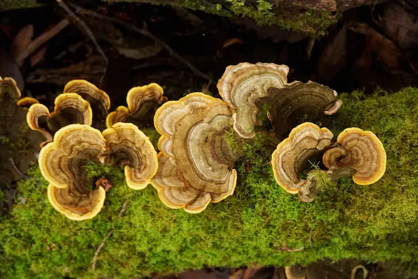 Fungus (6)